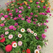301 Graines de Zinnia à Grandes Fleurs Mixtes, Non-OGM, Variété Ancienne - Voir 5