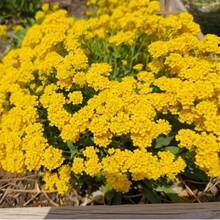 Flower Seeds - View 1