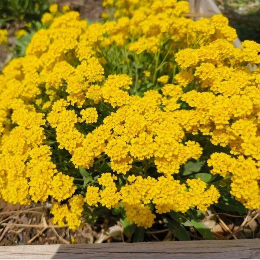 Flower Seeds - View 1