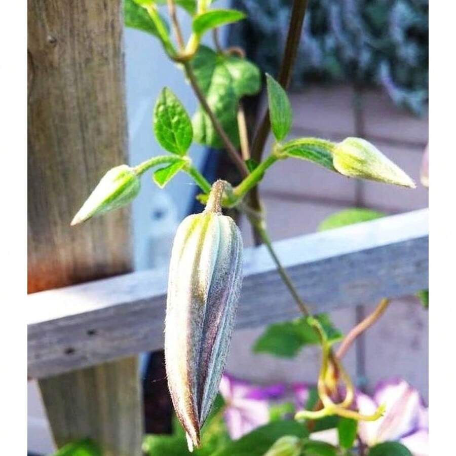 Flower Seeds - View 1