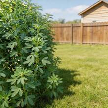 Flower Seeds - View 3