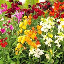 Flower Seeds - View 3