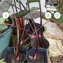 200 graines de Colocasia Esculenta, plante à oreilles d'éléphant noire - Voir 4
