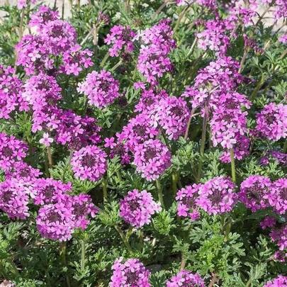 Flower Seeds
