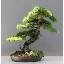 Potted Japanese Black Pine Tree Seeds - 180 - View 7