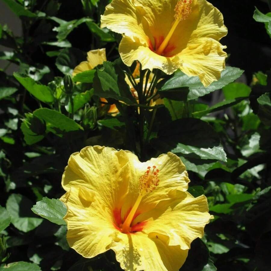 Semi di fiori - Visualizzare 1