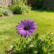 300 Graines de Marguerite, Faciles à Faire Germer et à Cultiver, Idéales pour les Débutants, Parfaites pour la Maison, le Jardin et le Balcon - Voir 2