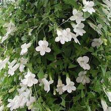 Flower Seeds - View 5