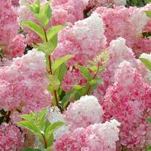 Flower Seeds - View 4
