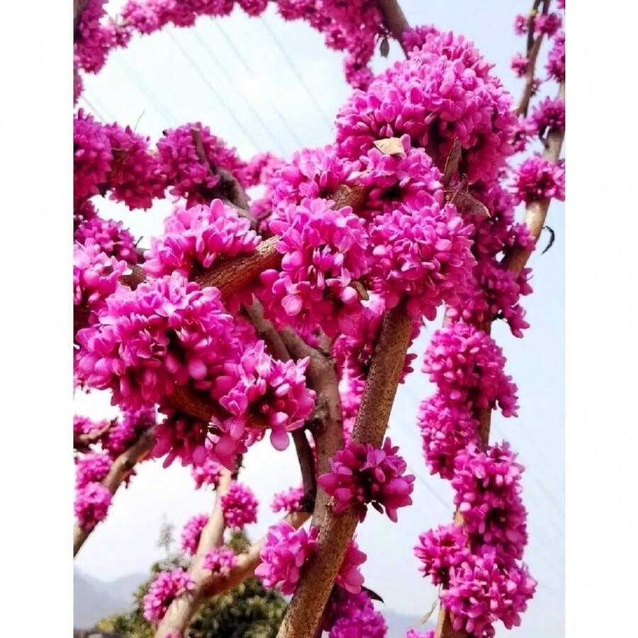 60 Graines de Cercis ou Bonsaï à Fleurs Roses et Violettes Rares - Voir 1