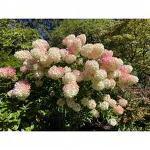 Flower Seeds - View 5