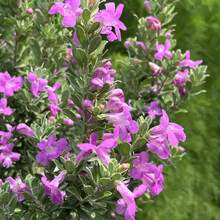 Flower Seeds - View 5