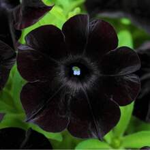 79 Black Fairy Chrysanthemum For Outdoor Use - 79pcs - View 4
