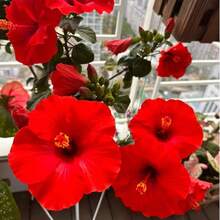 126 Graines de Hibiscus, Fleurs Géantes Pérennes - Voir 2