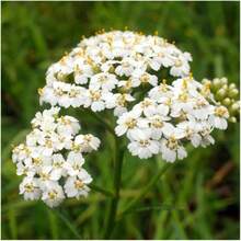 Flower Seeds - View 3