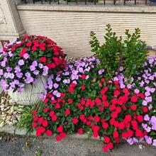 Flower Seeds - View 4