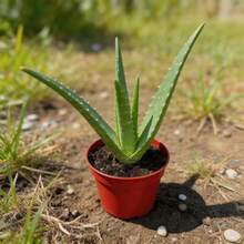 100Pcs Aloe Seeds Healthy Green Foliage For Home Potted Garden Decor - 100粒種子 - 查看 3