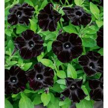 79 Black Fairy Chrysanthemum For Outdoor Use - 79pcs - View 2