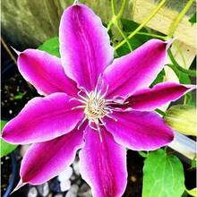 Flower Seeds - View 5