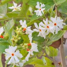 206 fleurs de jasmin, graines - Convient pour les jardins, les espaces intérieurs, les espaces verts extérieurs et les aménagements paysagers. - Voir 4