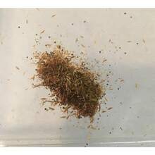 Flower Seeds - View 10