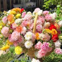 Flower Seeds - View 4