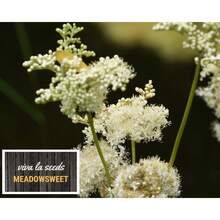 Flower Seeds - View 3