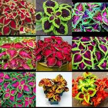 High Reproductive Beginner-Friendly 100 Wizard Mix Beautiful Flower Plants Coleus Blumei Seeds Easy To Maintain Seeds - 100 - View 4