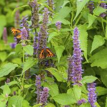 Flower Seeds - View 4