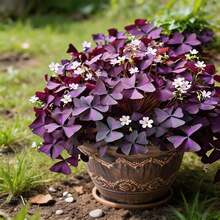 30Pcs Purple Butterfly Shamrock Bulbs Easy Planting Fast Growth Beautiful Ornamental Plant - 30 Seeds - View 3