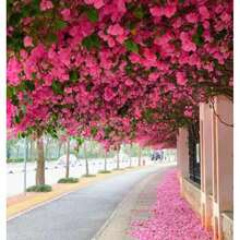 Garden 300 Graines de Bougainvillier Rose Non-OGM pour la plantation et l'horticulture, pollinisateurs - Voir 2