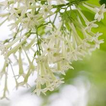Flower Seeds - View 2