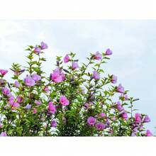 175 pièces recommandées de graines de rosiers Sharon, d'hibiscus syriacus, d'arbustes, livraison gratuite - Voir 2