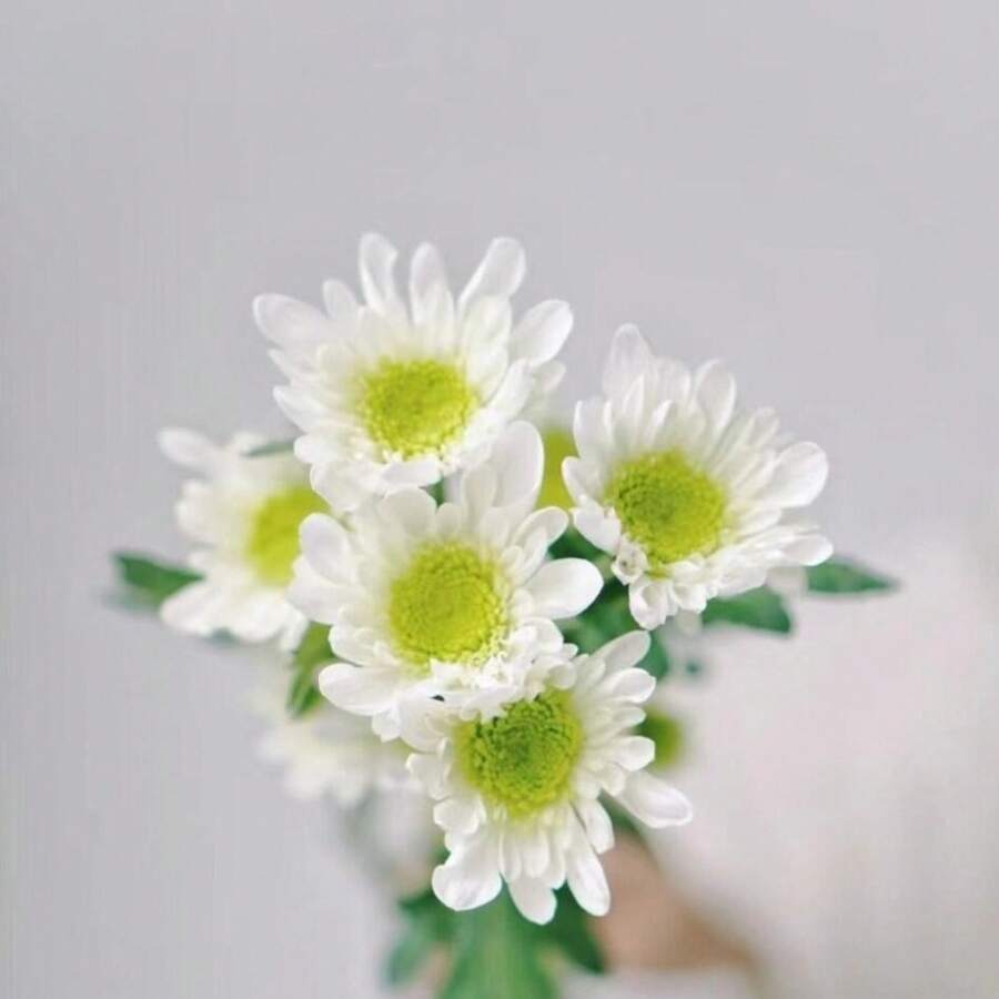 Plant Seeds - View 1