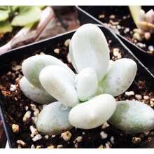 Seeds Pachyphytum Oviferum, Succulent, 10 Seeds - 變體1 - View 2