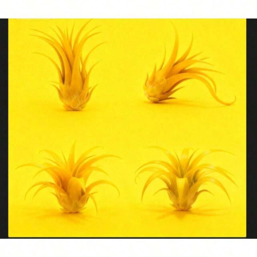 1pcs Tillandsia Plants,Air Plant,Succulents Suitable For Lazy People To Maintain,Plants That Can Be Kept Alive By Spraying Water,Easy To Maintain, Suitable As Gifts - Cây không khí - Xem 1
