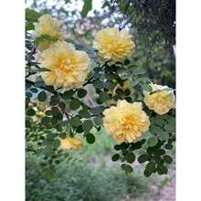 Flower Seeds - View 2