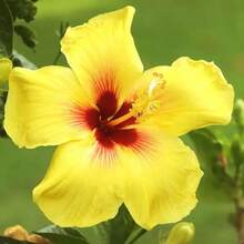 126 Graines de Hibiscus, Fleurs Géantes Pérennes - Voir 3