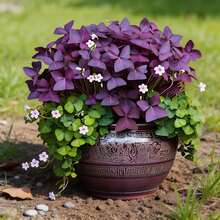 30Pcs Purple Butterfly Shamrock Bulbs Easy Planting Fast Growth Beautiful Ornamental Plant - 30 Seeds - View 5