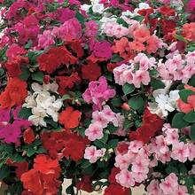 Semillas de plantas - Ver 5