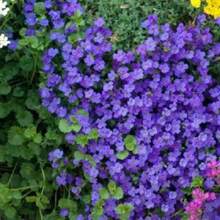Semillas de flores - Ver 4