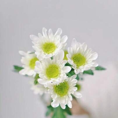 Flower Seeds