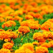 Plant Seeds - View 1