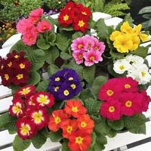 Flower Seeds - View 3