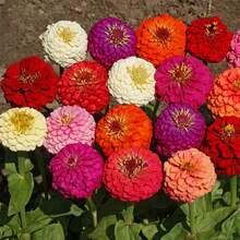 Flower Seeds - 查看 2