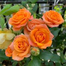Flower Seeds - View 3