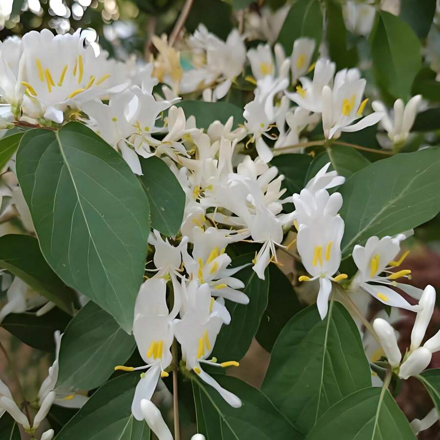 500 Graines de Fleurs de Chèvrefeuille, Graines de Fleurs Colorées pour Jardinage Domestique en Pot, Patio ou Balcon, Vie Saine, Plantation Extérieure, Faciles à Cultiver pour Jardins, Graines de Fleurs Cultivées à Domicile - Voir 1