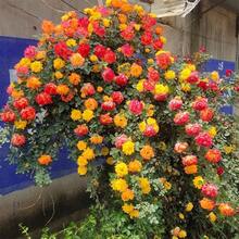 Flower Seeds - View 5