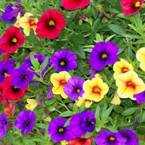 Flower Seeds