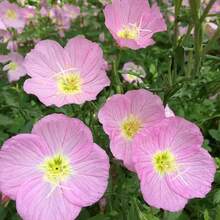 5000 graines d'Oenothera speciosa, une plante vivace utilisée pour la plantation de primevères. - Voir 4